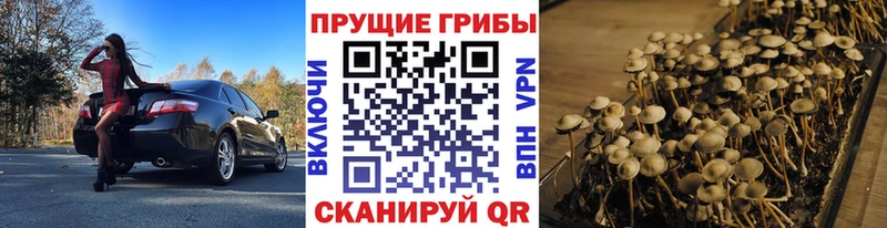 Псилоцибиновые грибы Cubensis  площадка формула  Галич  где купить наркоту 